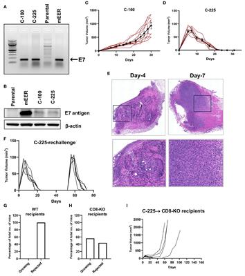 Differential tumor immune microenvironment coupled with tumor progression or tumor eradication in HPV-antigen expressing squamous cell carcinoma (SCC) models